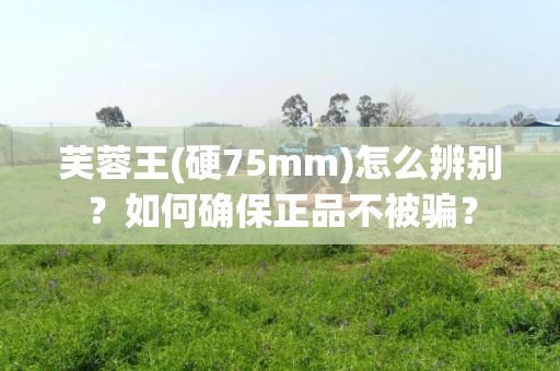 芙蓉王(硬75mm)怎么辨别？如何确保正品不被骗？